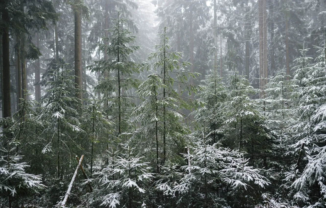 Photo wallpaper forest, snow, tree