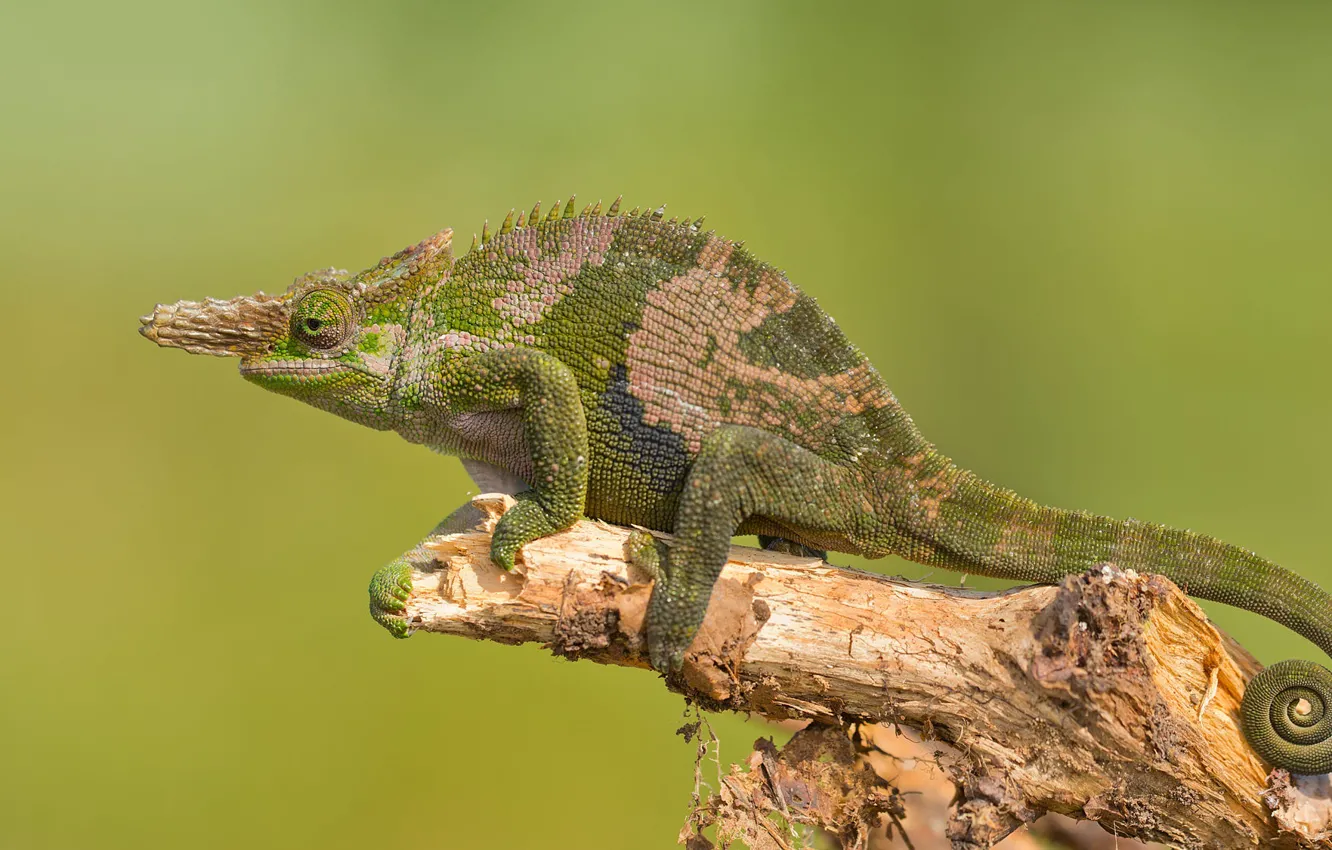 Photo wallpaper branches, chameleon, green background, bitches