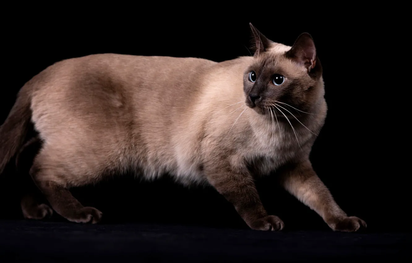 Photo wallpaper Siamese, pose, look, cat, face, is, black background, paws
