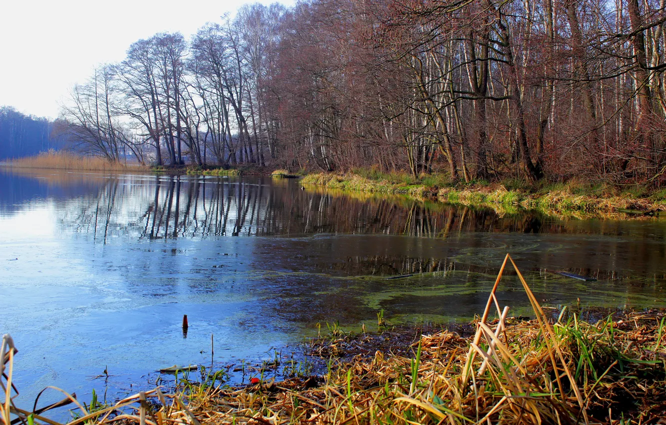 Photo wallpaper water, park, lake, tree