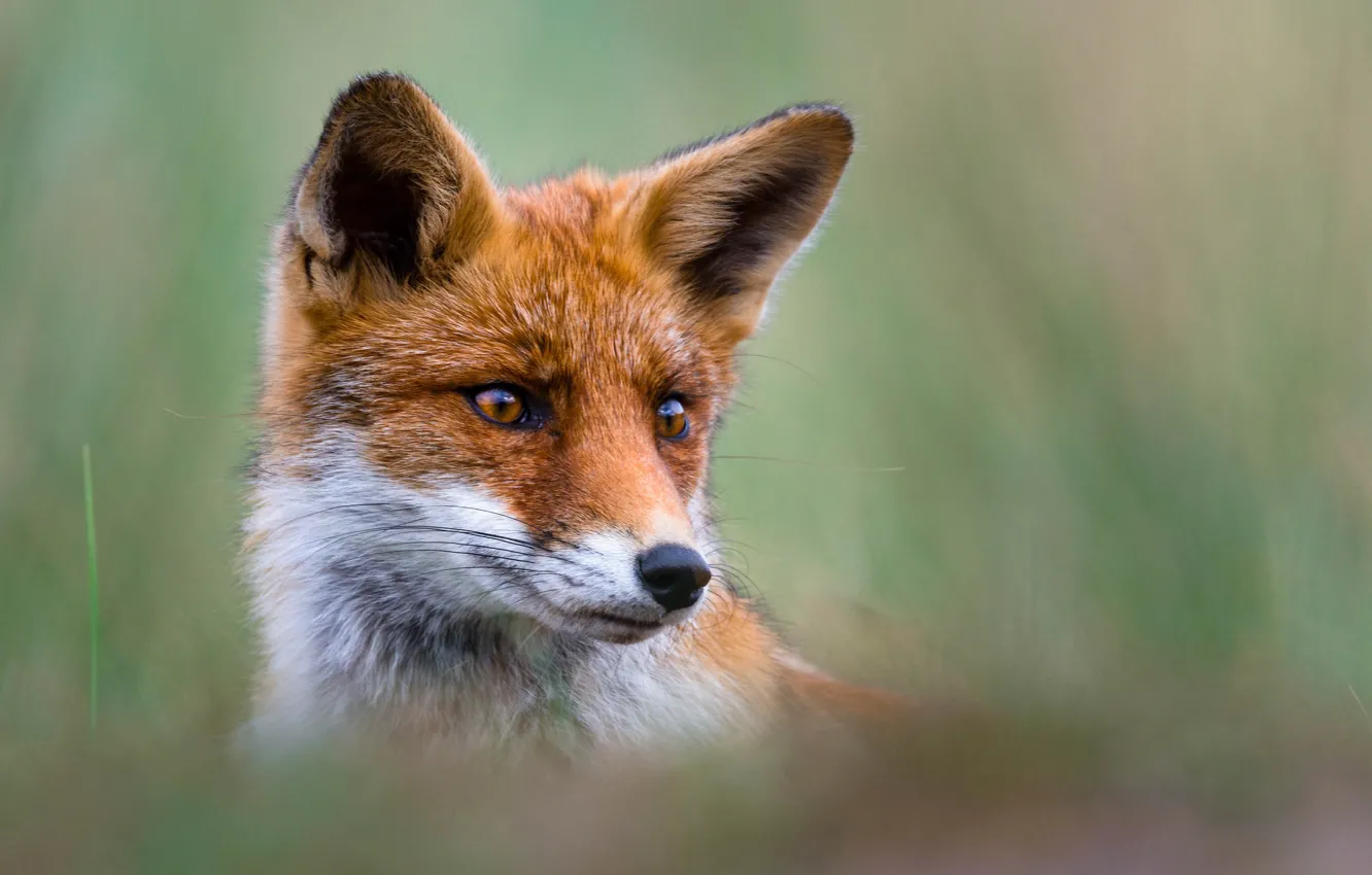 Photo wallpaper look, face, portrait, Fox, red, ears, bokeh
