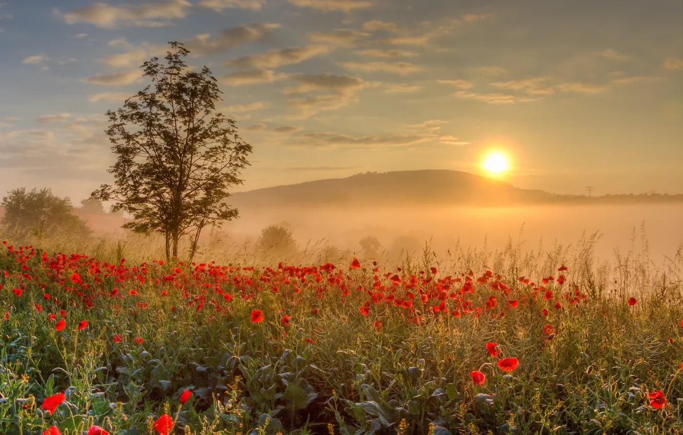 Photo wallpaper trees, flowers, fog, Maki, poppy field