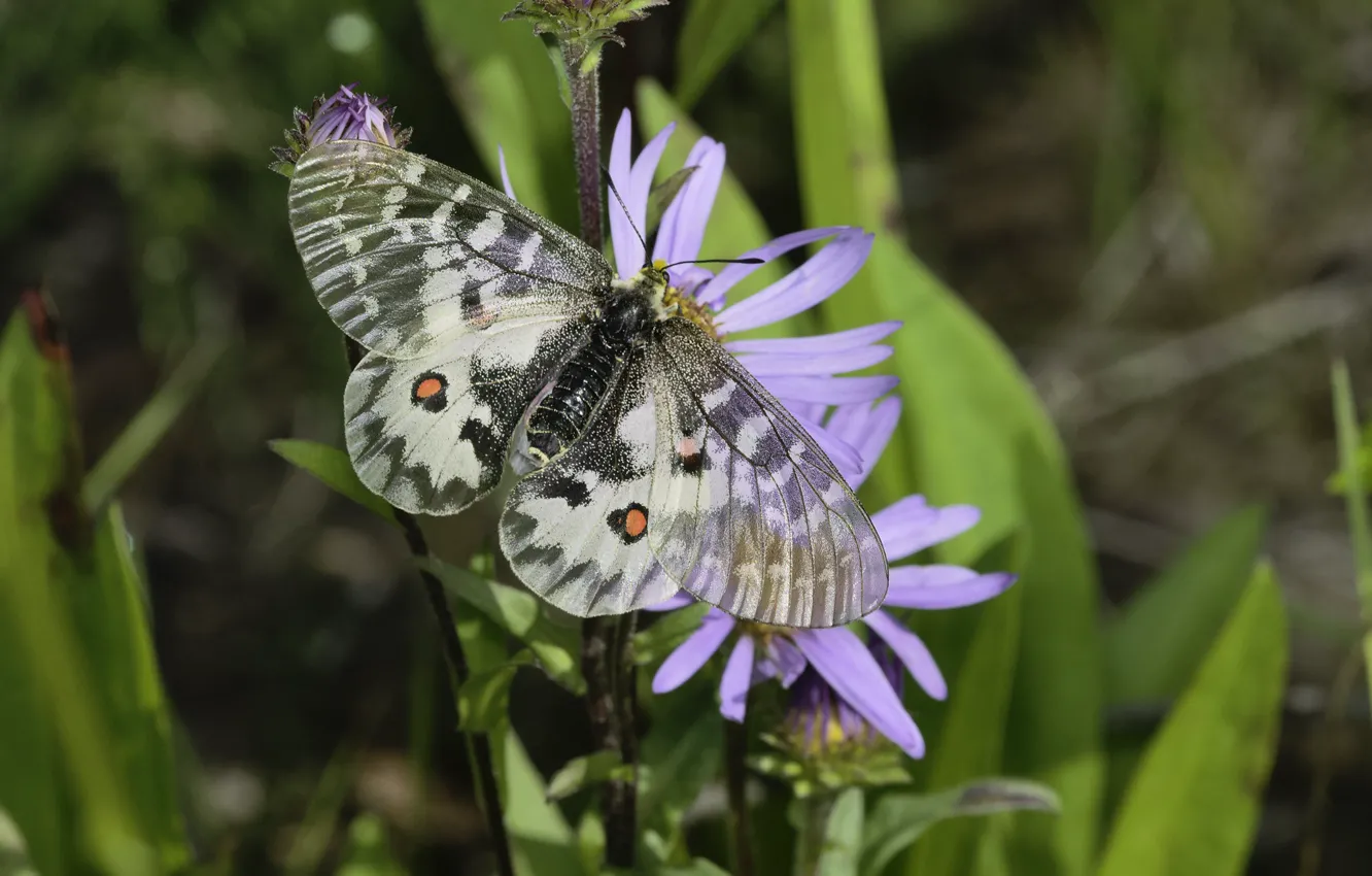 Photo wallpaper grass, background, butterfly, Martin Dollenkamp