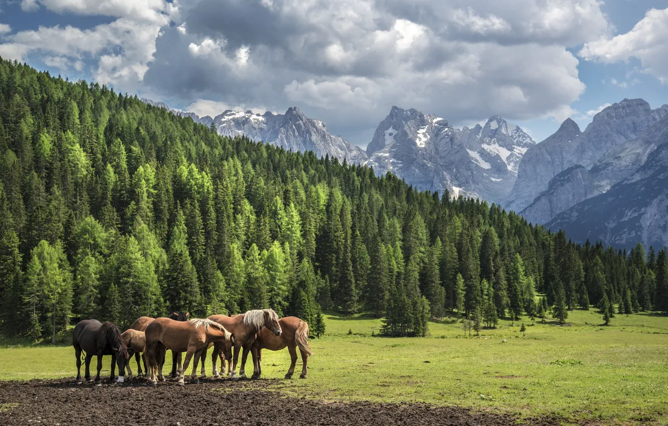 Photo wallpaper landscape, mountains, beauty, horse