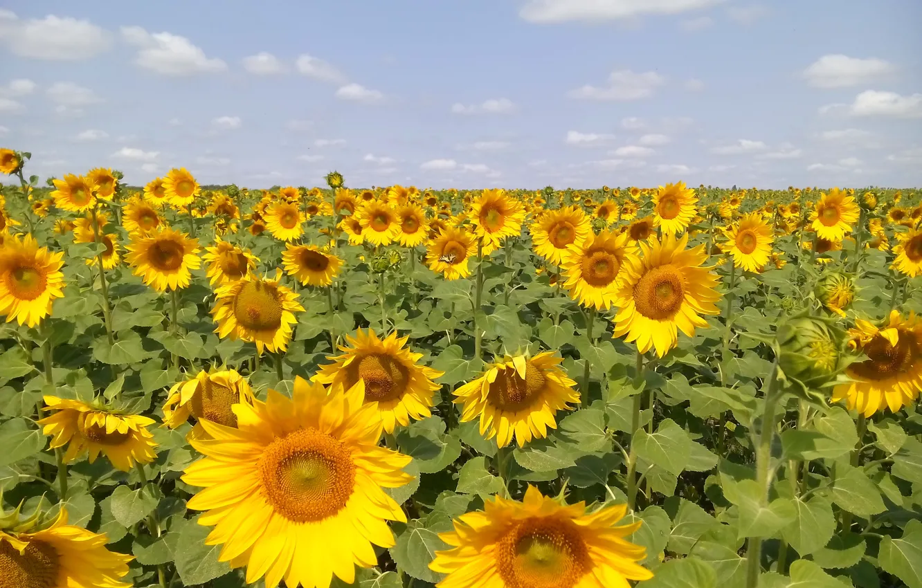 Photo wallpaper field, the sky, sunflowers, nature
