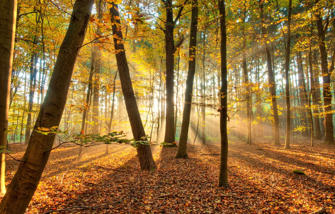 Photo wallpaper autumn, forest, light, trees, nature