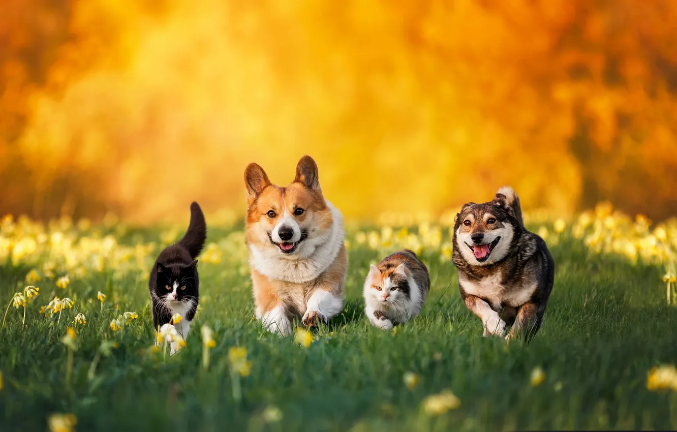 Photo wallpaper field, language, cat, dogs, cat, look, light, cats