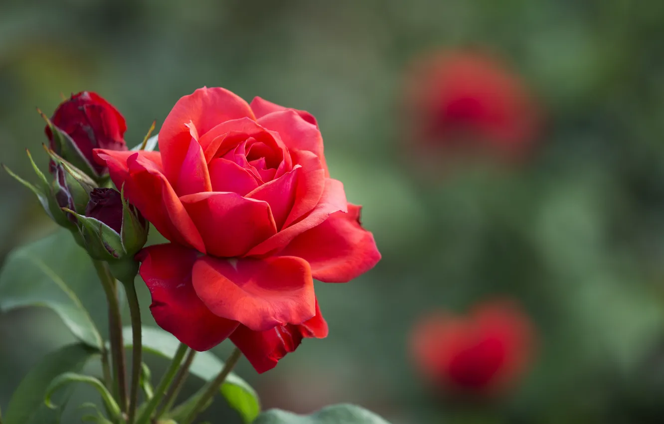 Photo wallpaper leaves, rose, red, buds