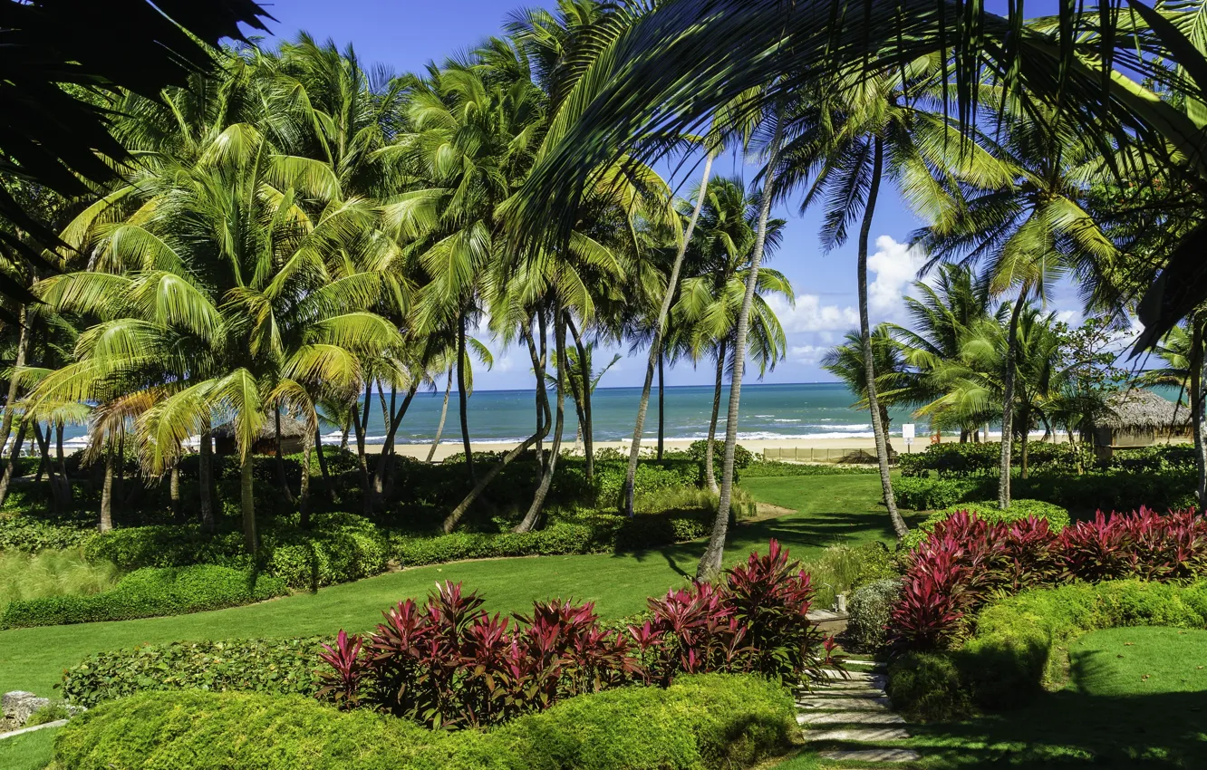 Photo wallpaper sand, sea, beach, grass, the sun, tropics, palm trees, lawn