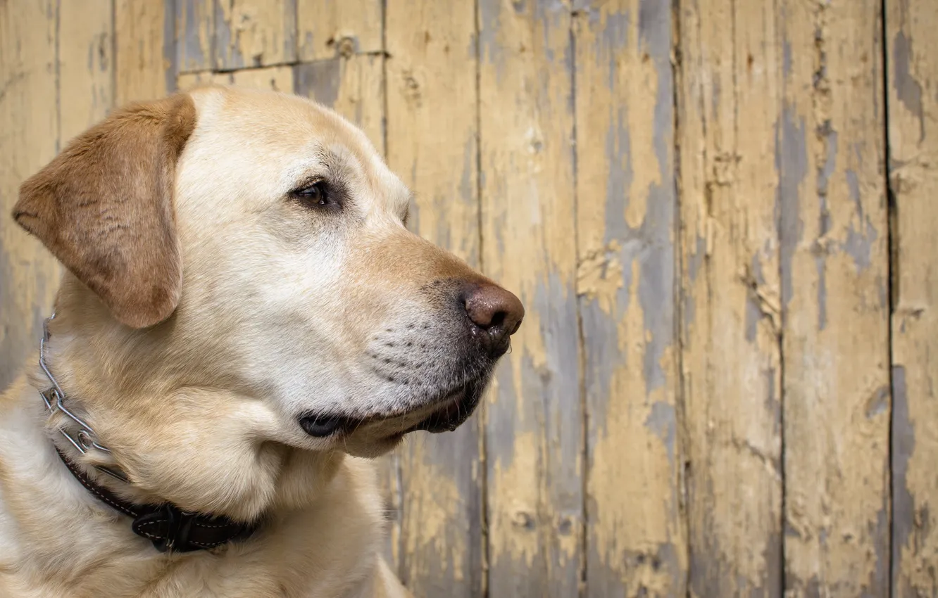 Photo wallpaper look, each, dog
