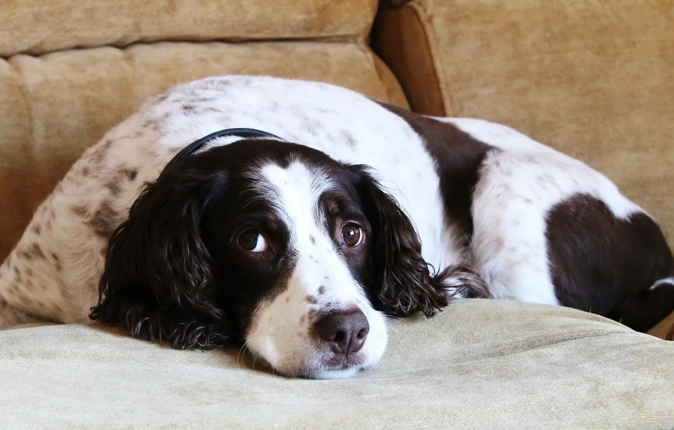 Photo wallpaper look, comfort, each, home, dog