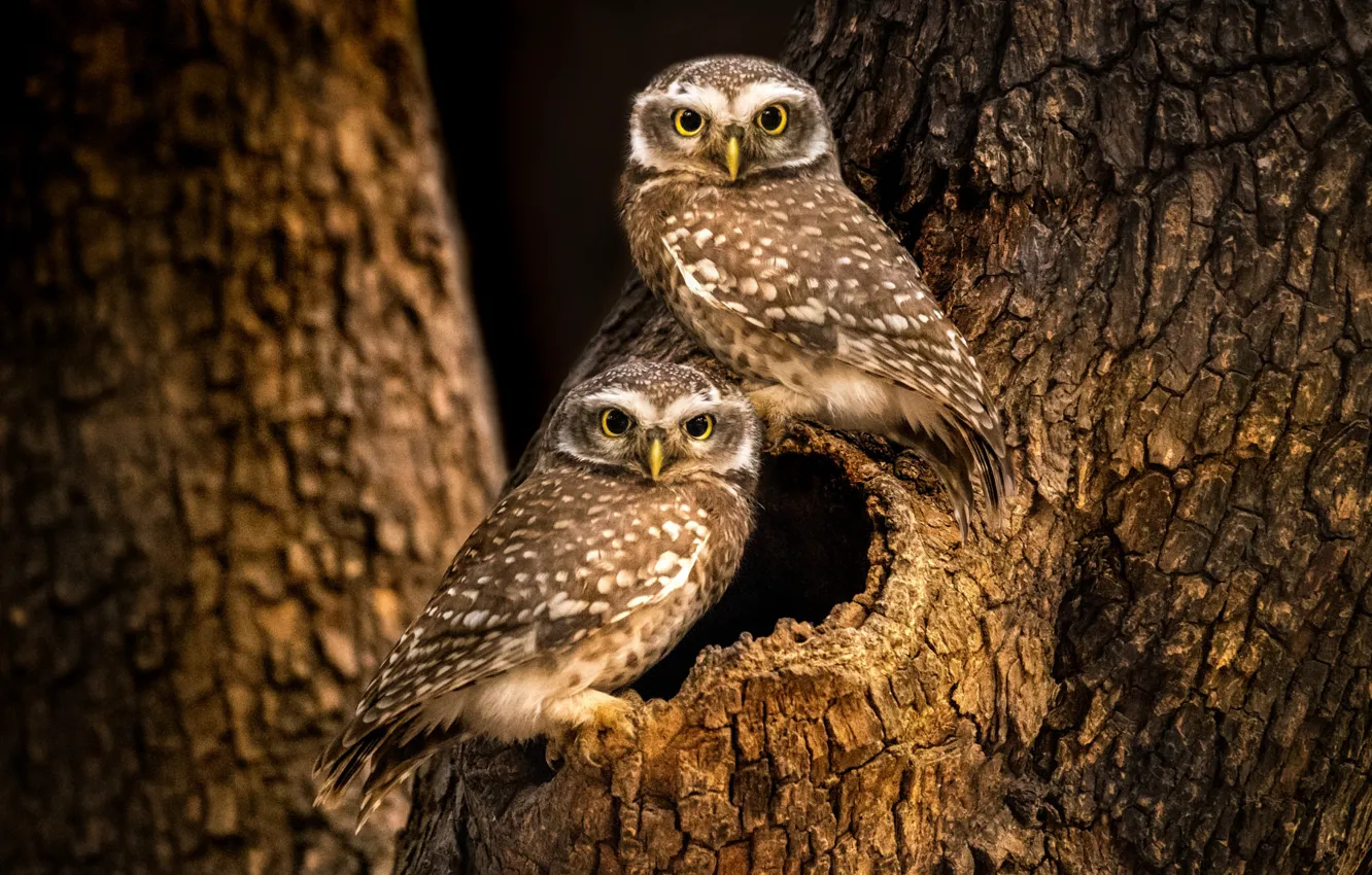 Photo wallpaper trees, the hollow, owlet, motley