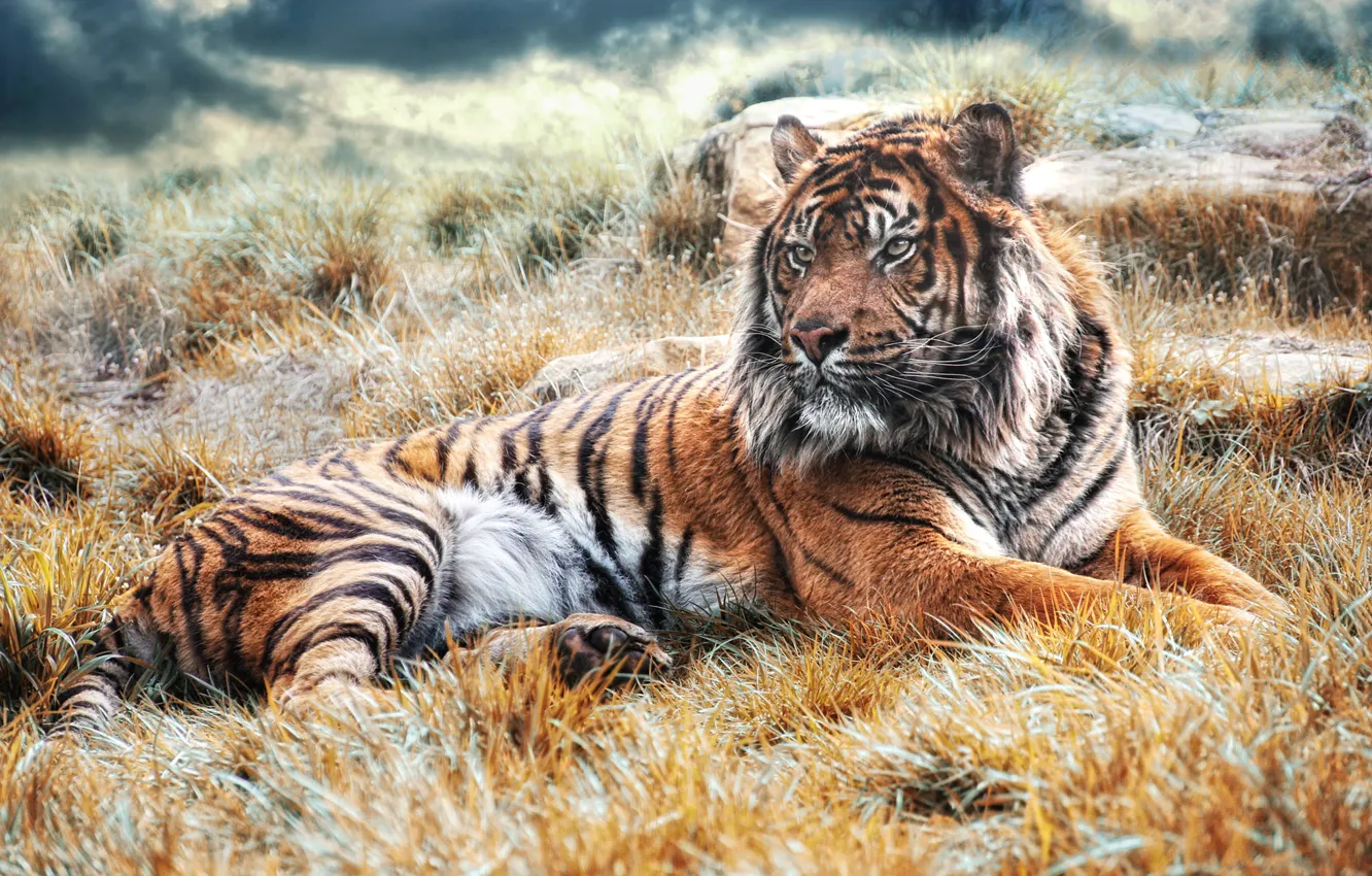 Photo wallpaper grass, look, face, light, nature, tiger, pose, background