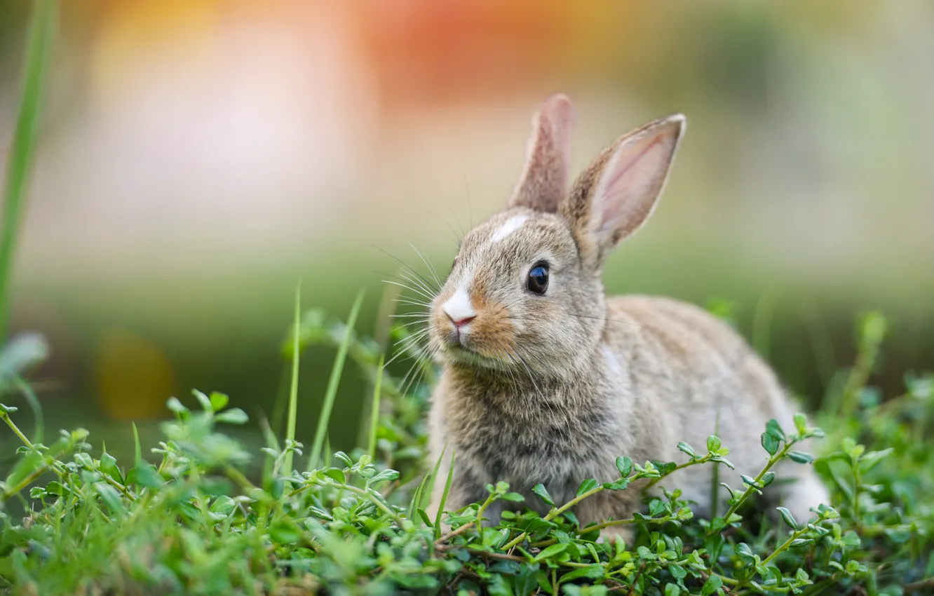 Photo wallpaper grass, look, nature, grey, background, hare, rabbit, muzzle