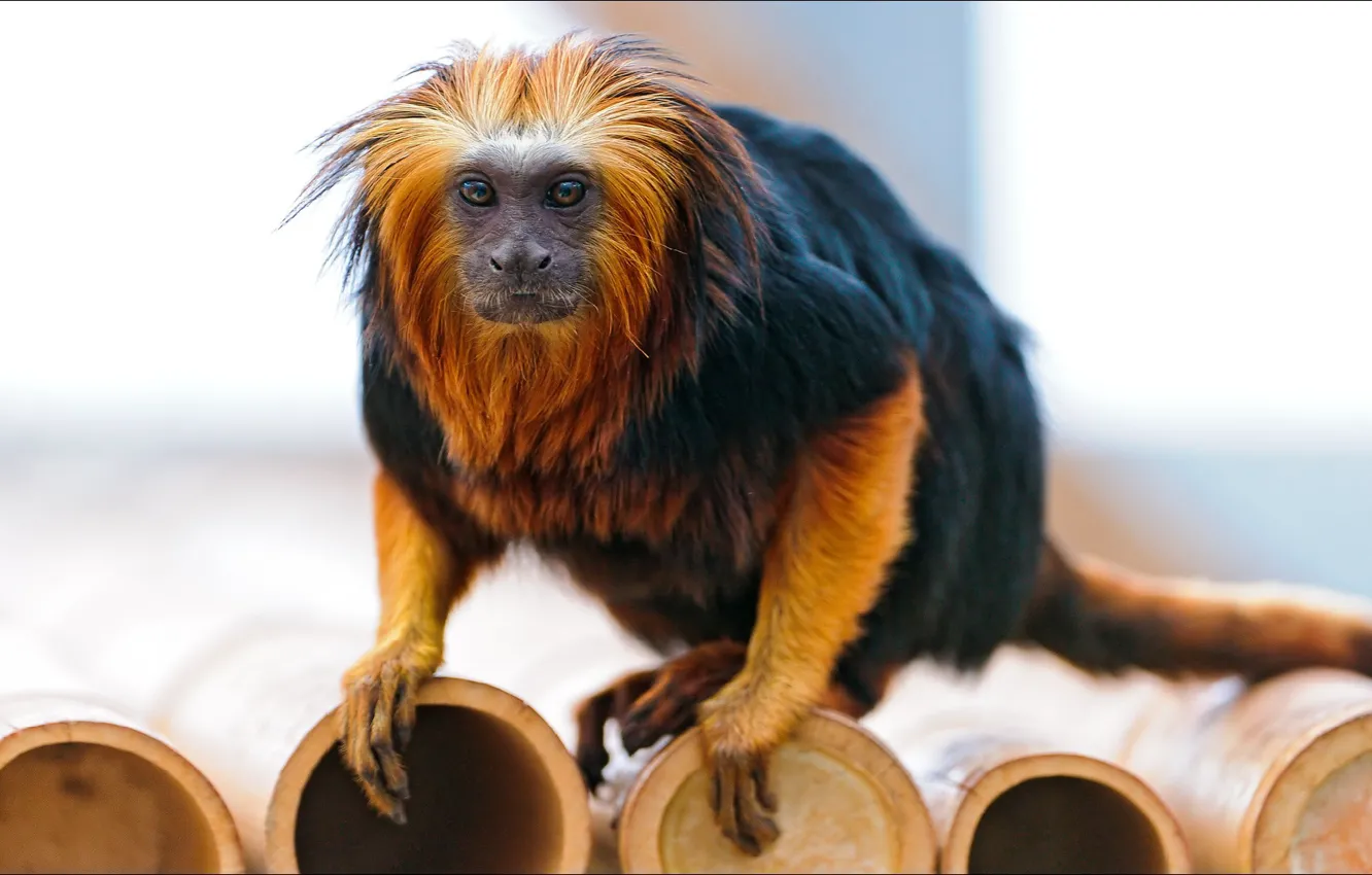 Photo wallpaper monkey, oops, orange, animal, Beast