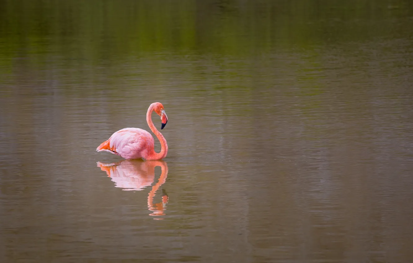 Photo wallpaper water, bird, pink, Flamingo
