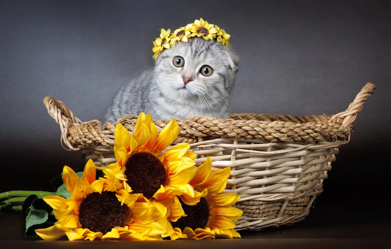Photo wallpaper sunflowers, flowers, basket, kitty, wreath