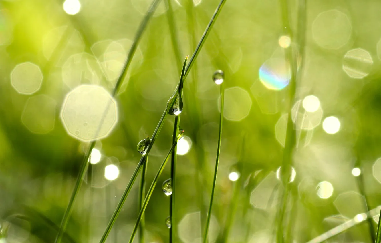 Photo wallpaper grass, drops, macro, light, Rosa, glare, the game