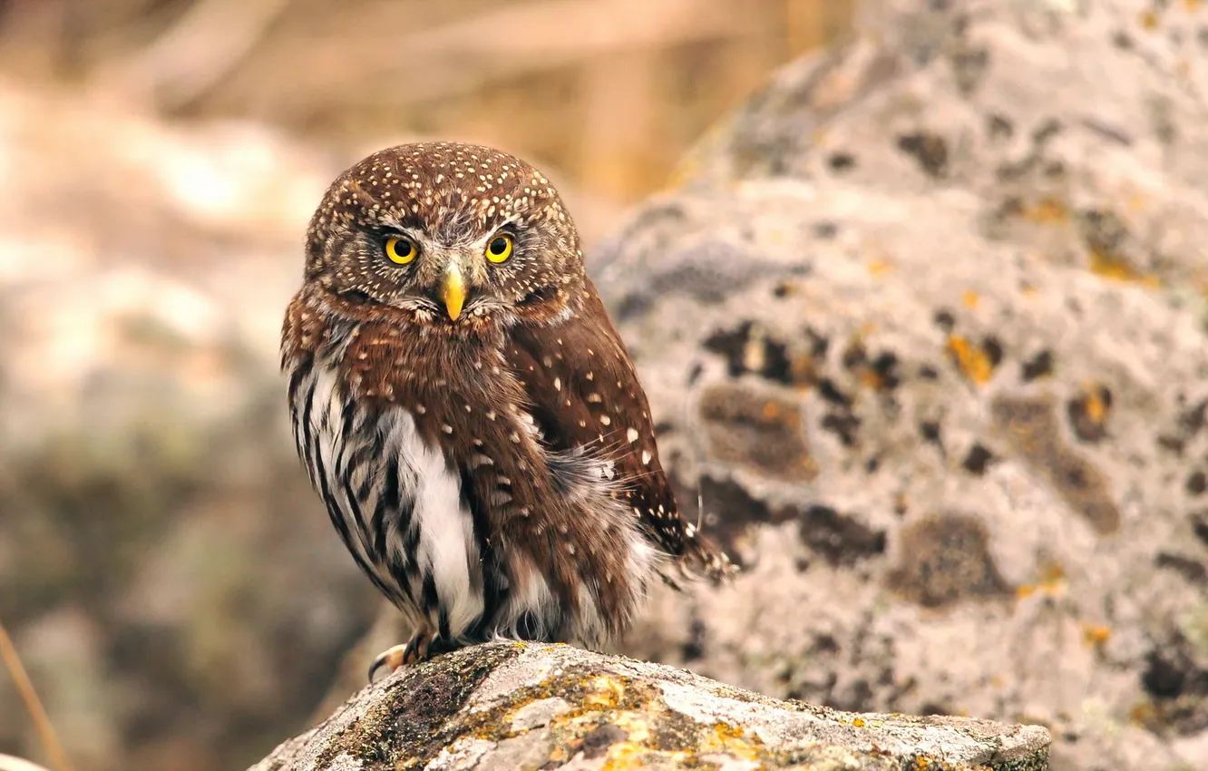 Photo wallpaper nature, owl, bird