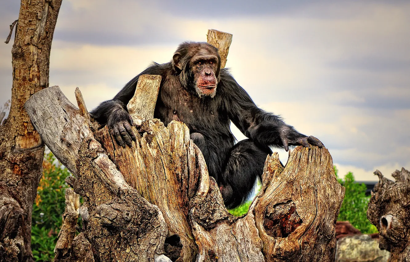 Photo wallpaper Chimpanzees, meditation, leisure