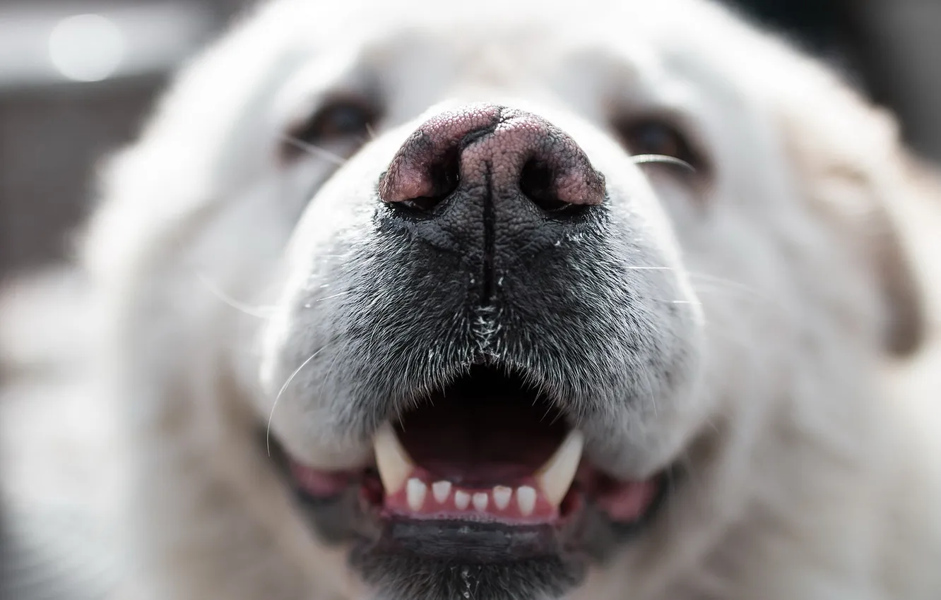 Photo wallpaper look, face, macro, each, dog