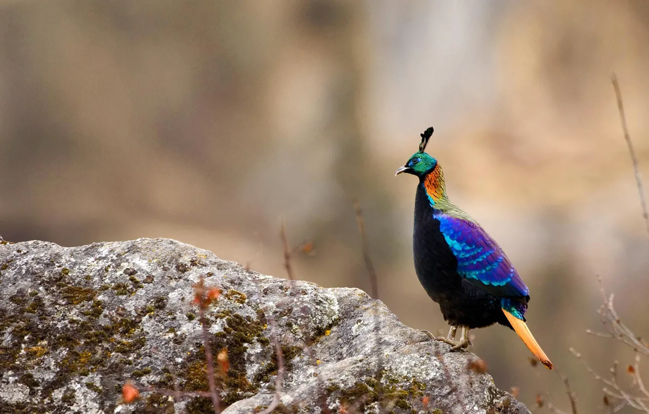 Photo wallpaper bird, pheasant, Nepal, Sagarmatha national Park, Himalayan monal
