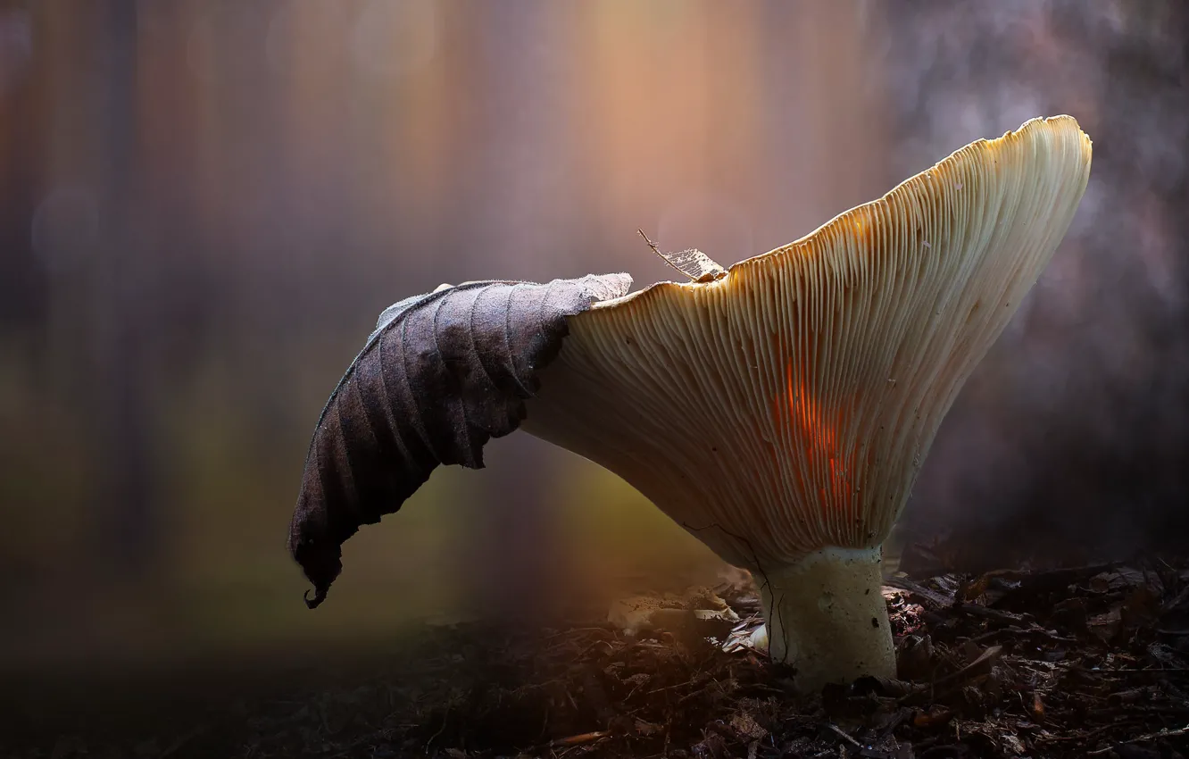 Photo wallpaper autumn, forest, macro, background, foliage, mushrooms, leaf, Fox