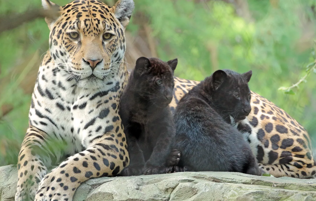 Photo wallpaper animal, baby, family, Jaguar, care, mom, zoo