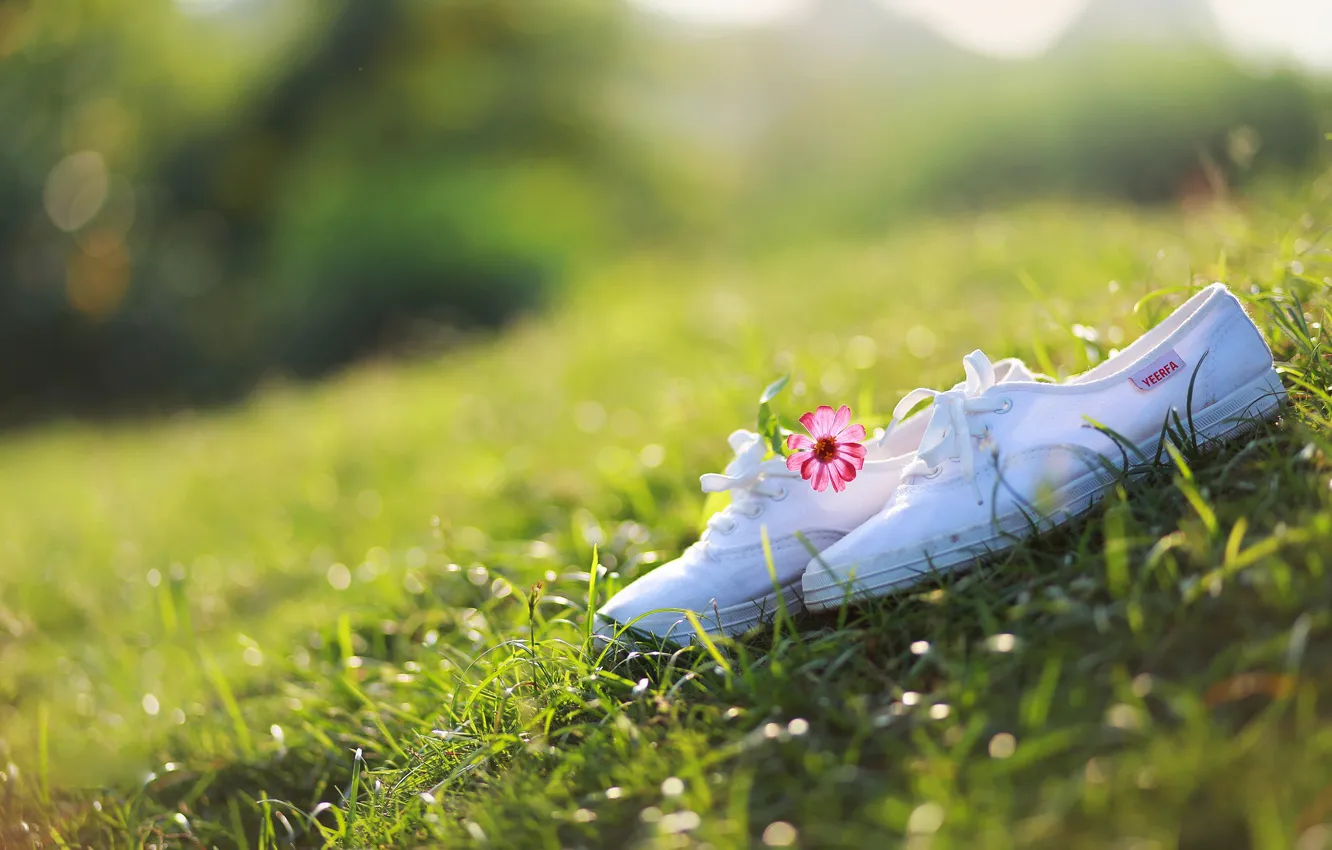 Photo wallpaper flower, grass, the sun, sneakers