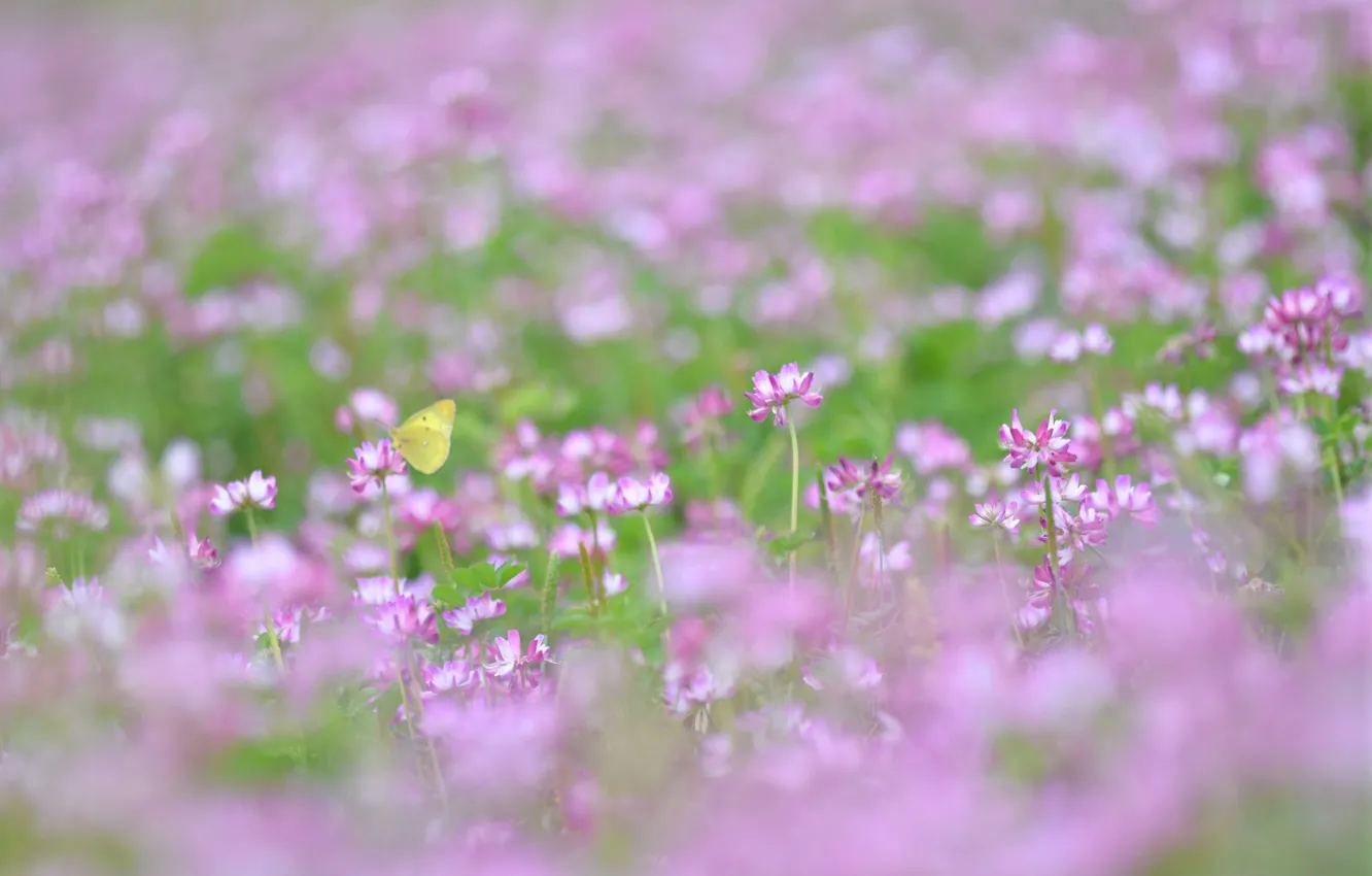 Photo wallpaper summer, grass, macro, pink, ease, butterfly, glade, plants