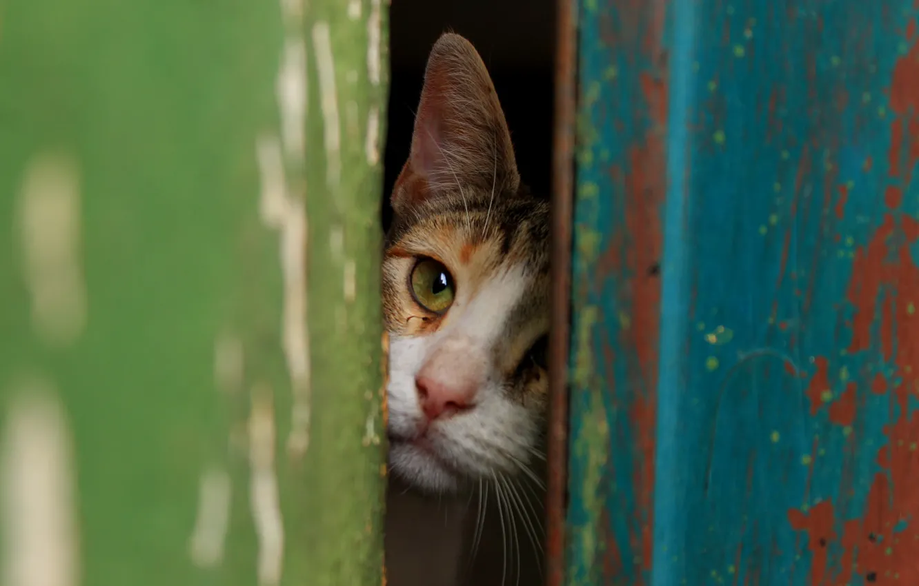 Photo wallpaper cat, Koshak, Tomcat, the gap