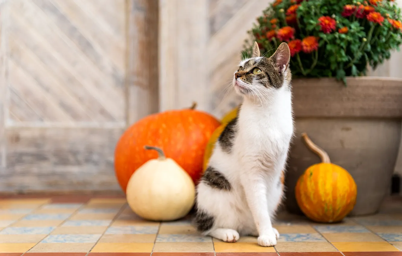 Photo wallpaper autumn, cat, cat, look, flowers, pose, holiday, tile
