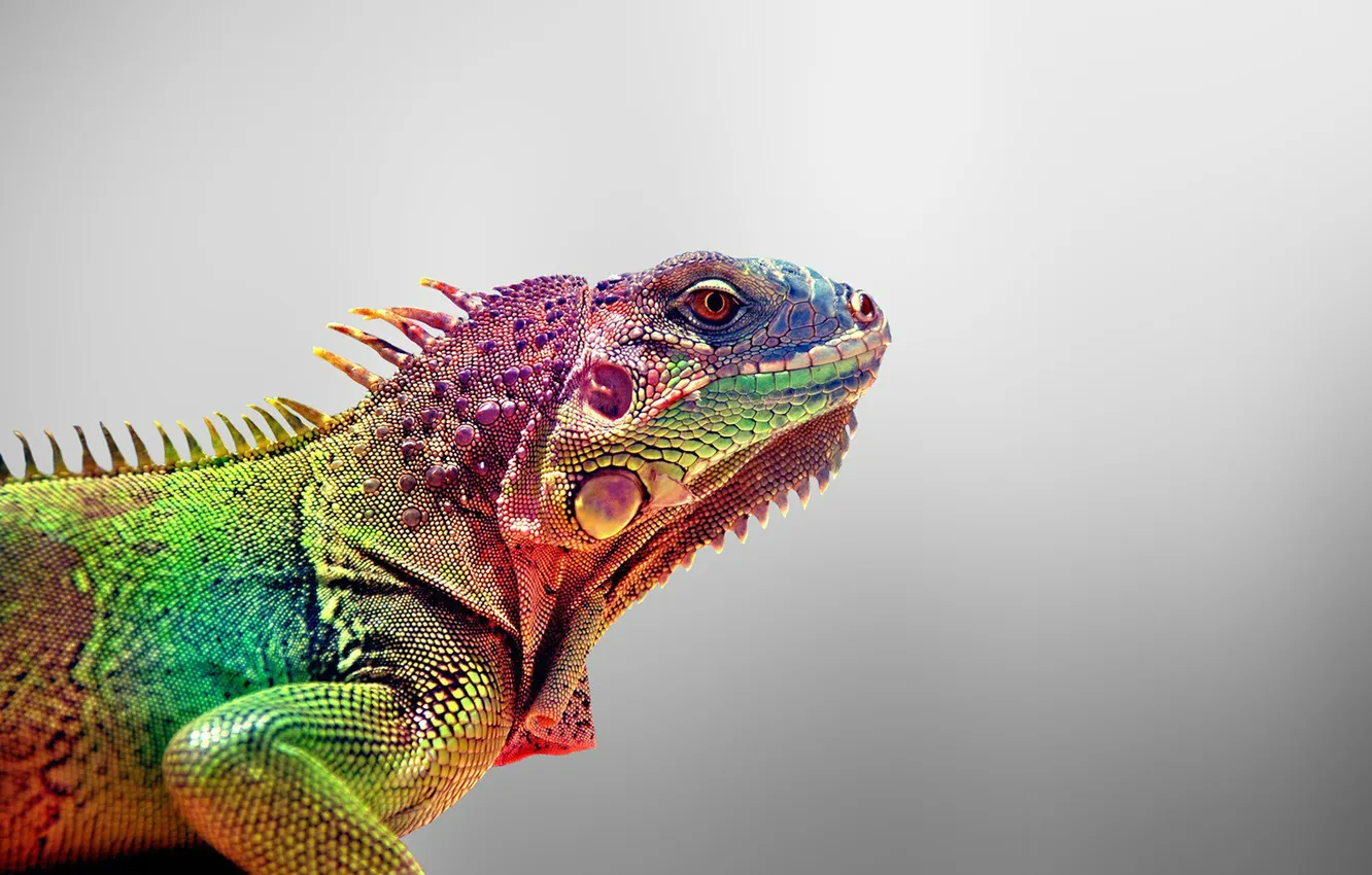 Photo wallpaper colorful, animals, Lizards