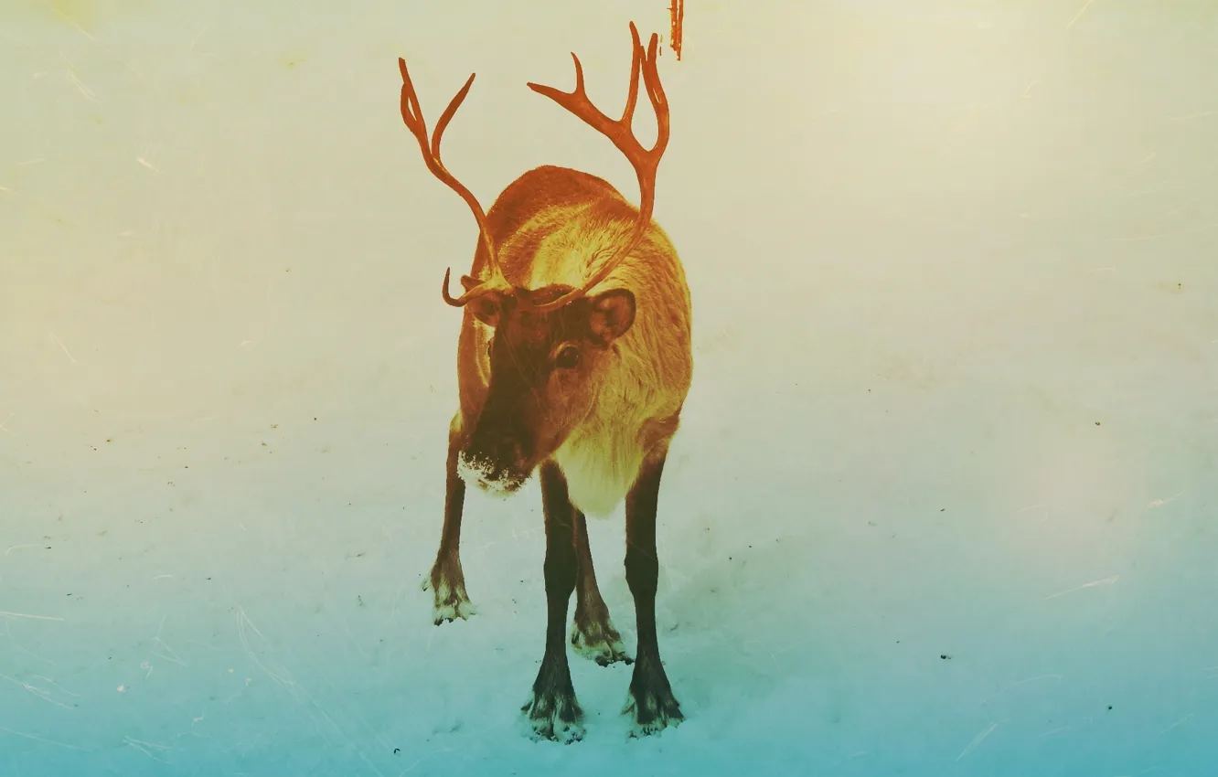 Photo wallpaper winter, Deer, New year, 2014, Noyabrsk, YANAO