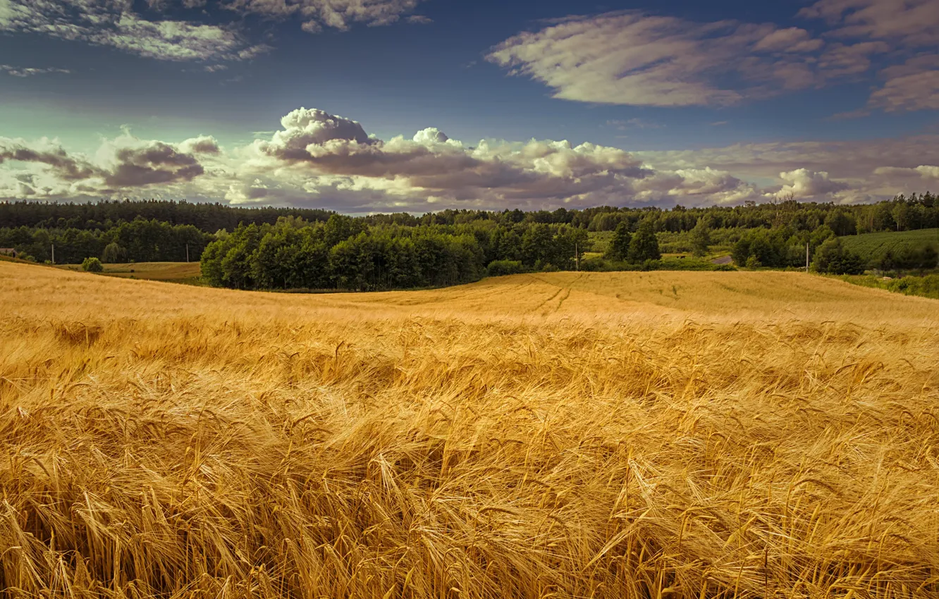 Photo wallpaper trees, field, rye, summer, rye field, clouds