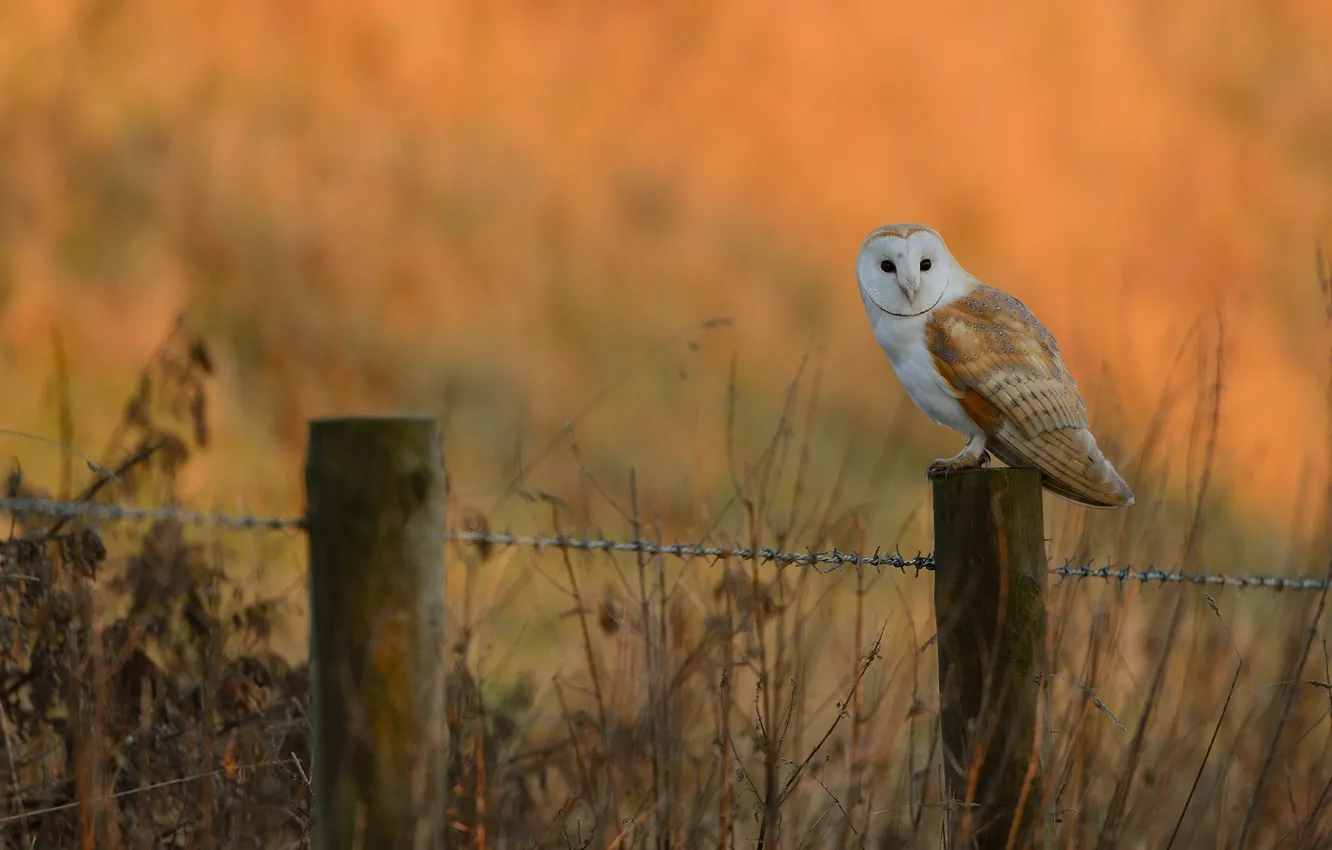 Photo wallpaper grass, nature, owl, bird, posts, the fence, barbed wire, bokeh