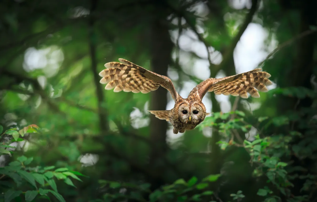 Photo wallpaper flight, wings, owl