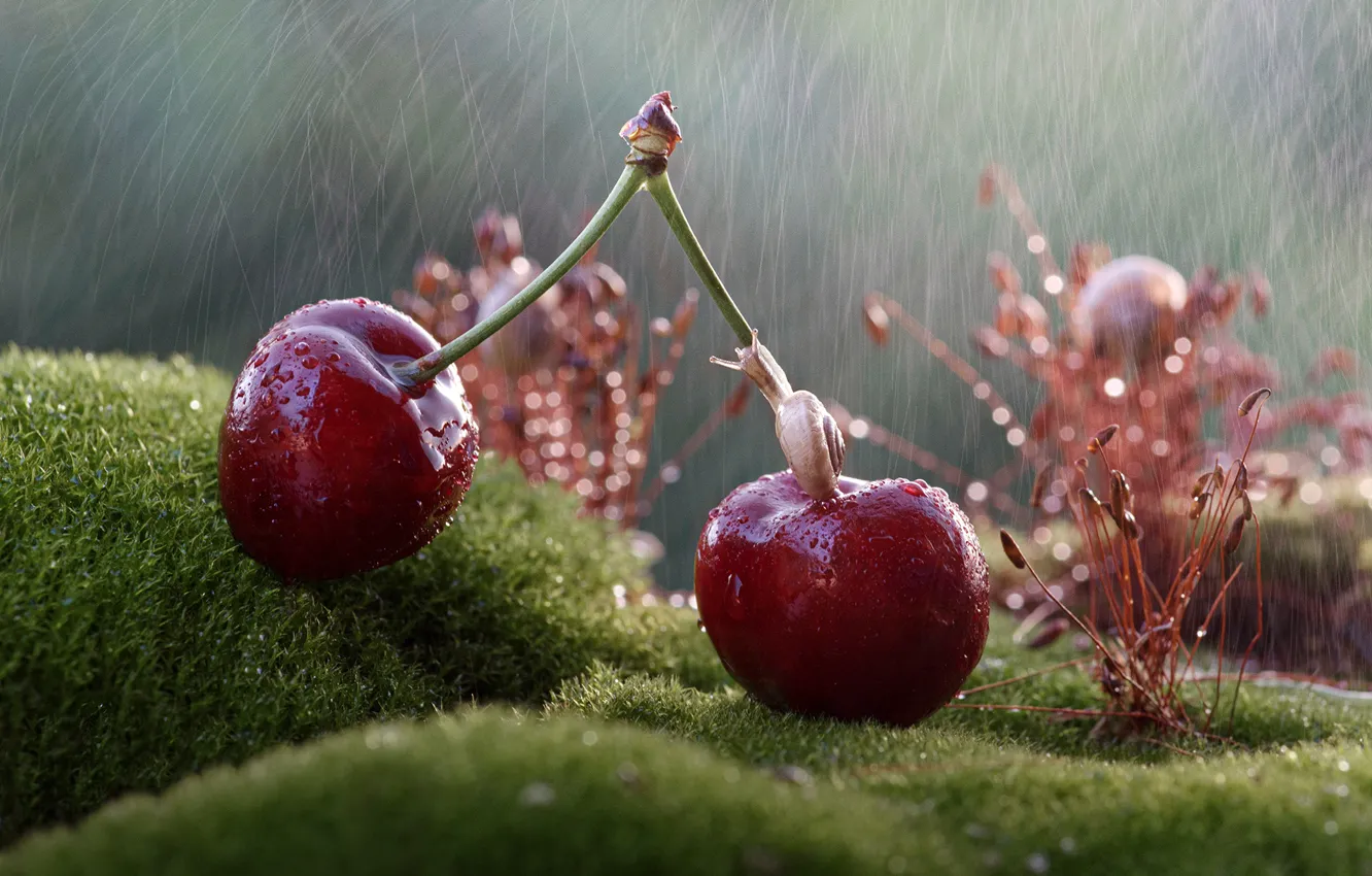 Photo wallpaper drops, macro, cherry, berries, rain, moss, snail, Tanya Markova