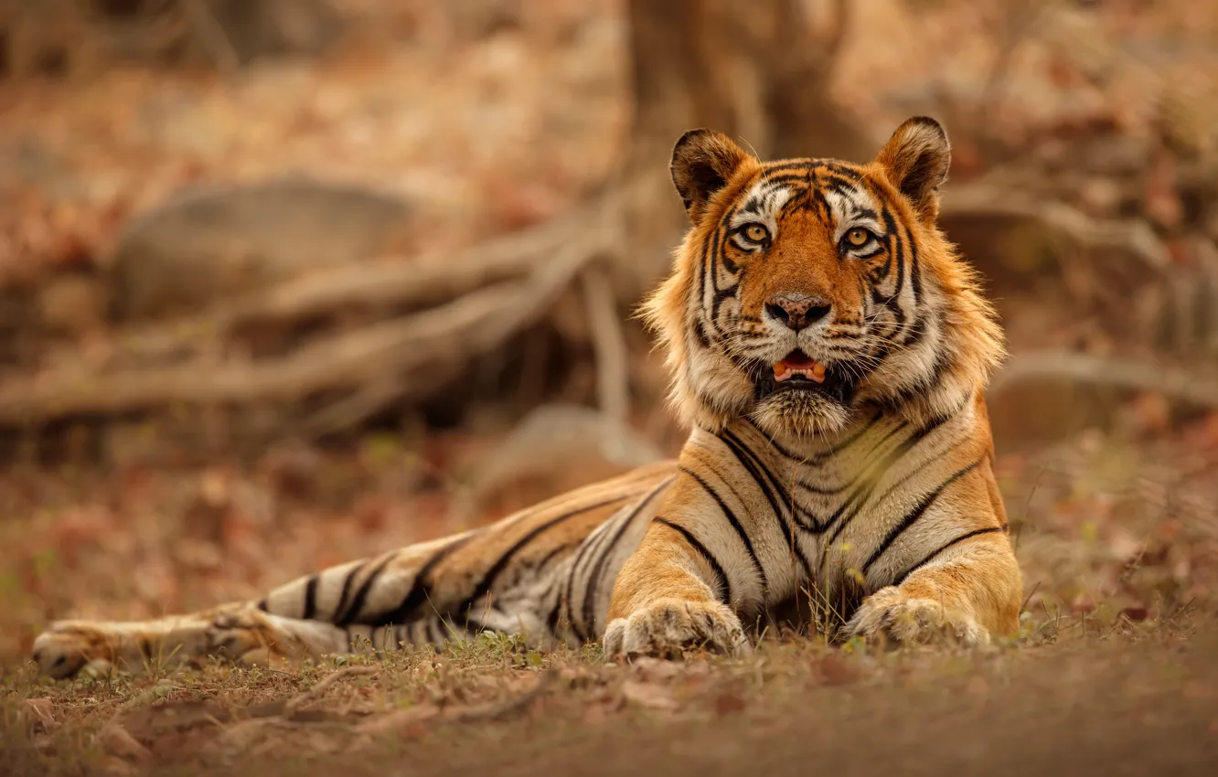 Photo wallpaper face, tiger, wild cat