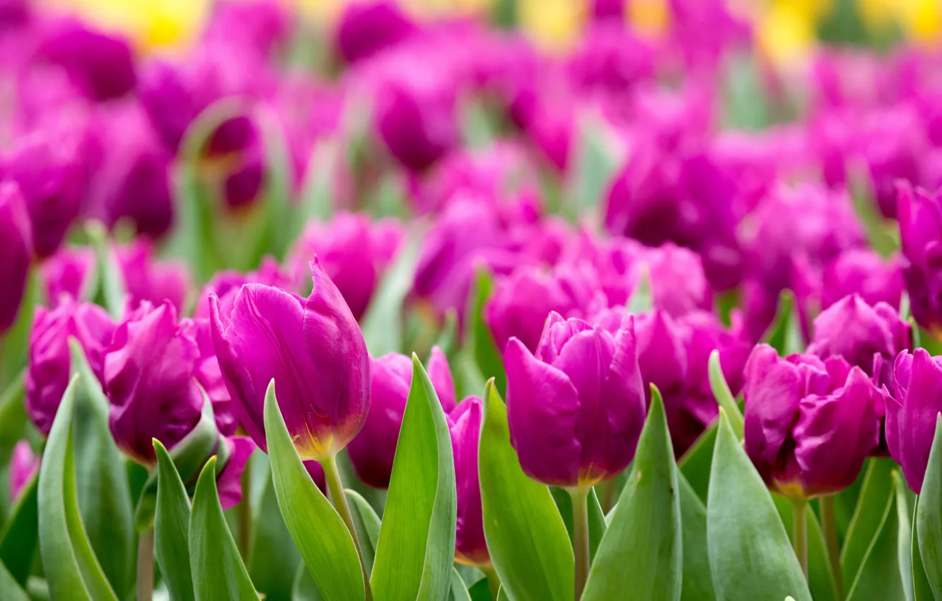 Photo wallpaper tulips, buds, raspberry
