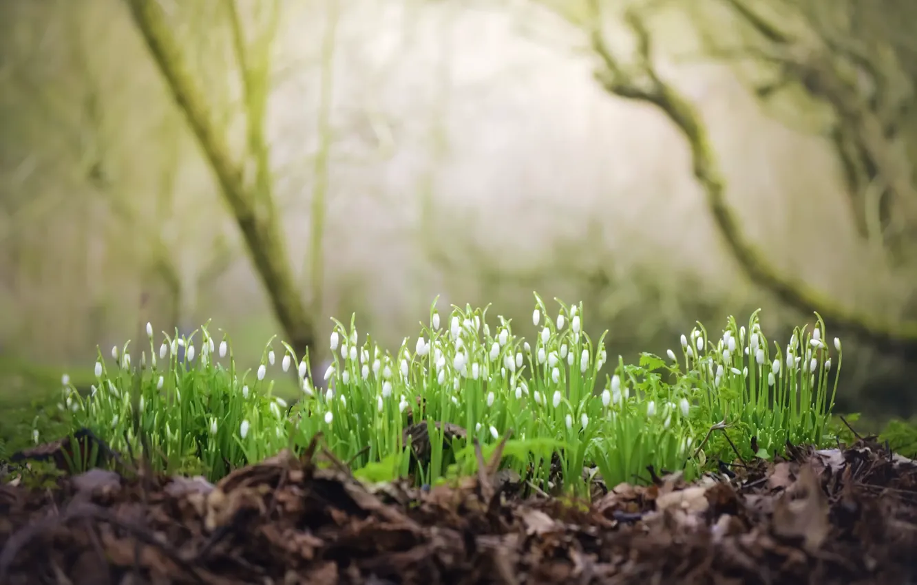 Photo wallpaper forest, flowers, nature, spring