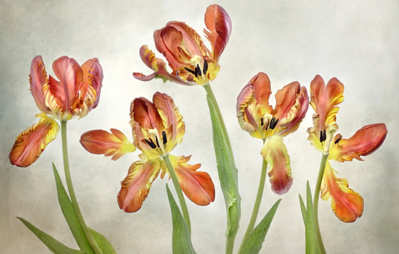 Photo wallpaper macro, petals, tulips, wilting