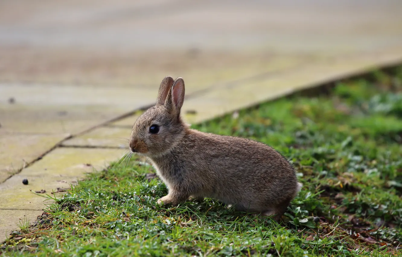 Photo wallpaper grass, look, grey, lawn, hare, baby, muzzle, walk