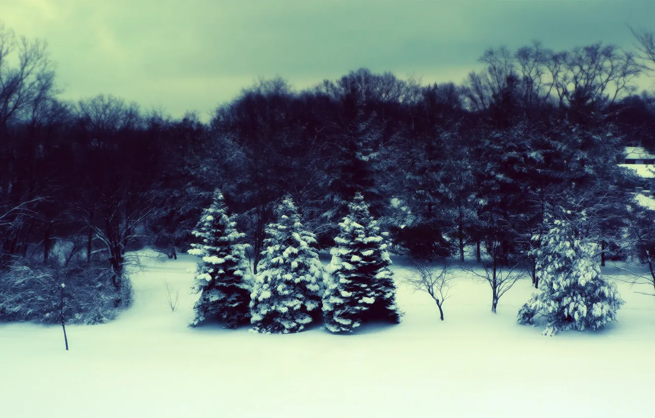 Photo wallpaper winter, forest, tree