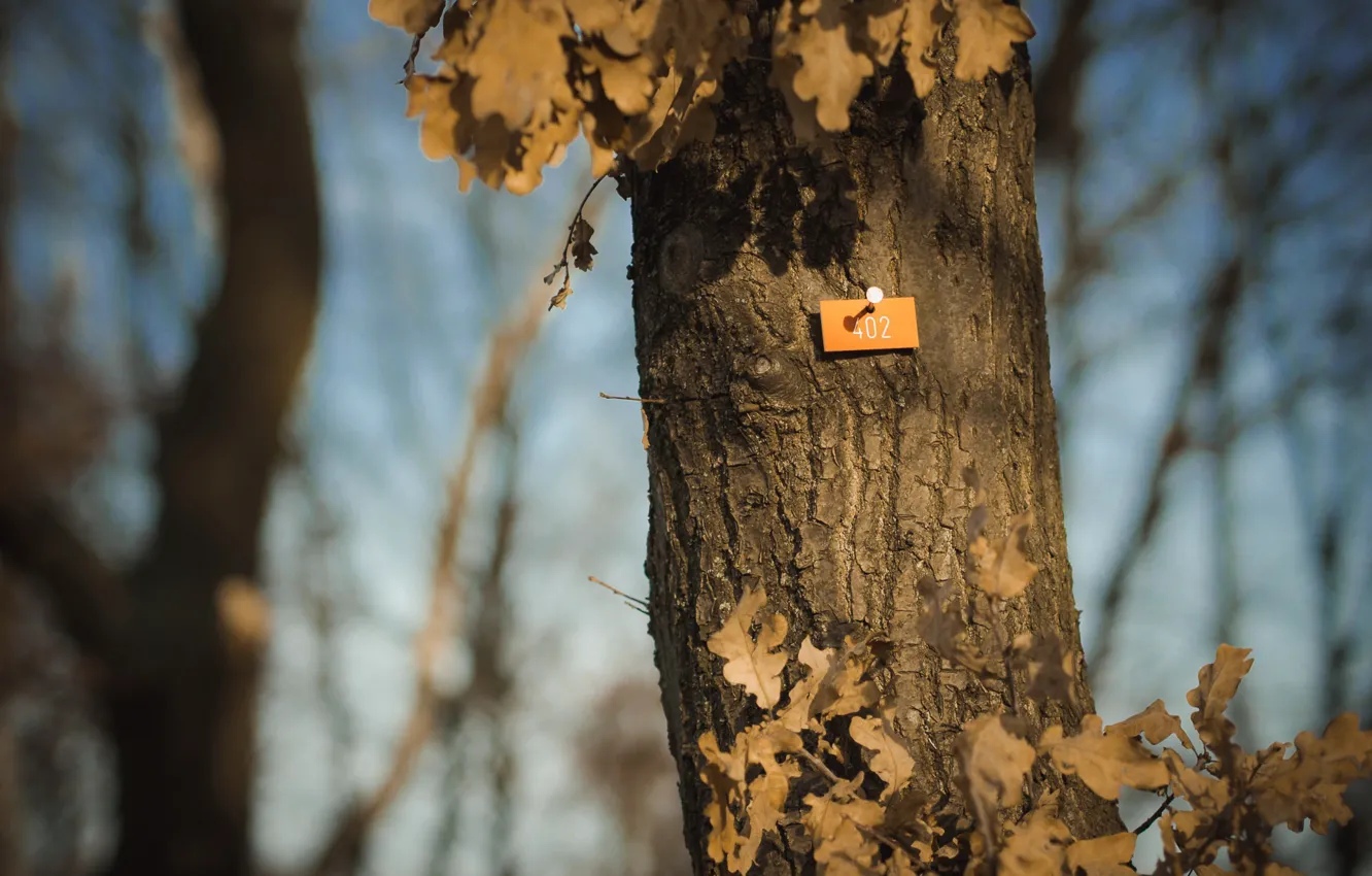 Photo wallpaper trees, nails, 402