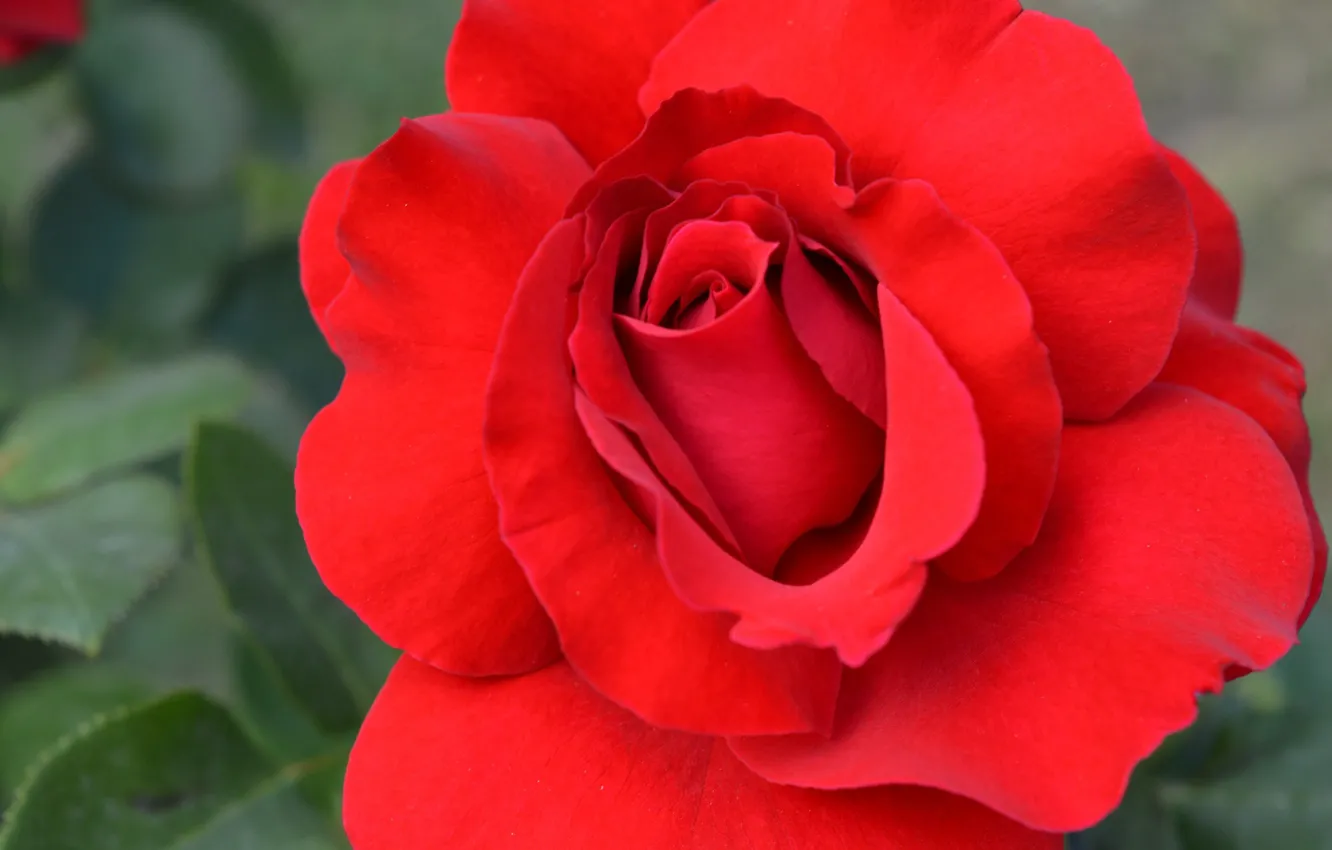 Photo wallpaper close-up, petals, beautiful, scarlet rose