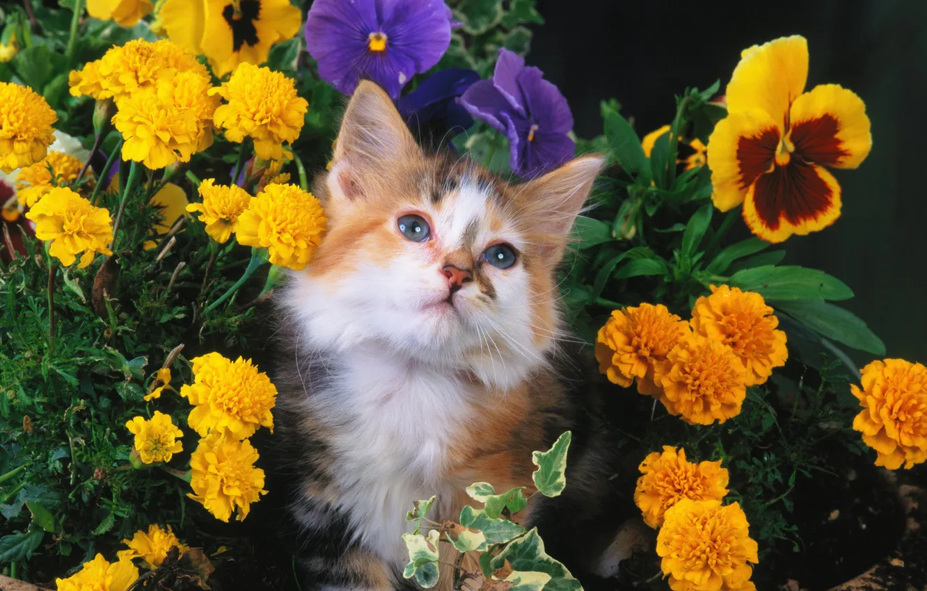 Photo wallpaper cat, cat, flowers, cat
