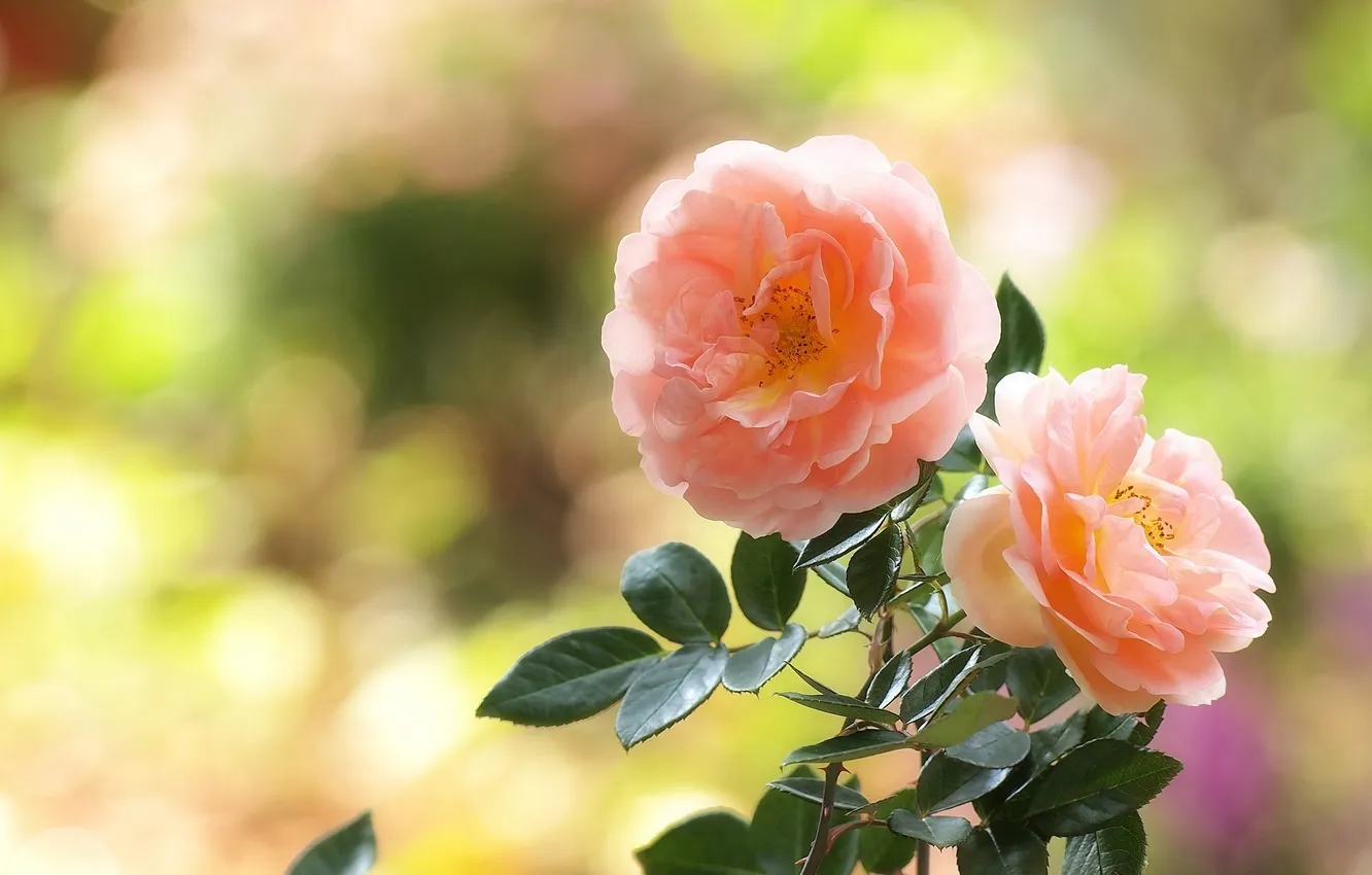 Photo wallpaper flowers, roses, petals