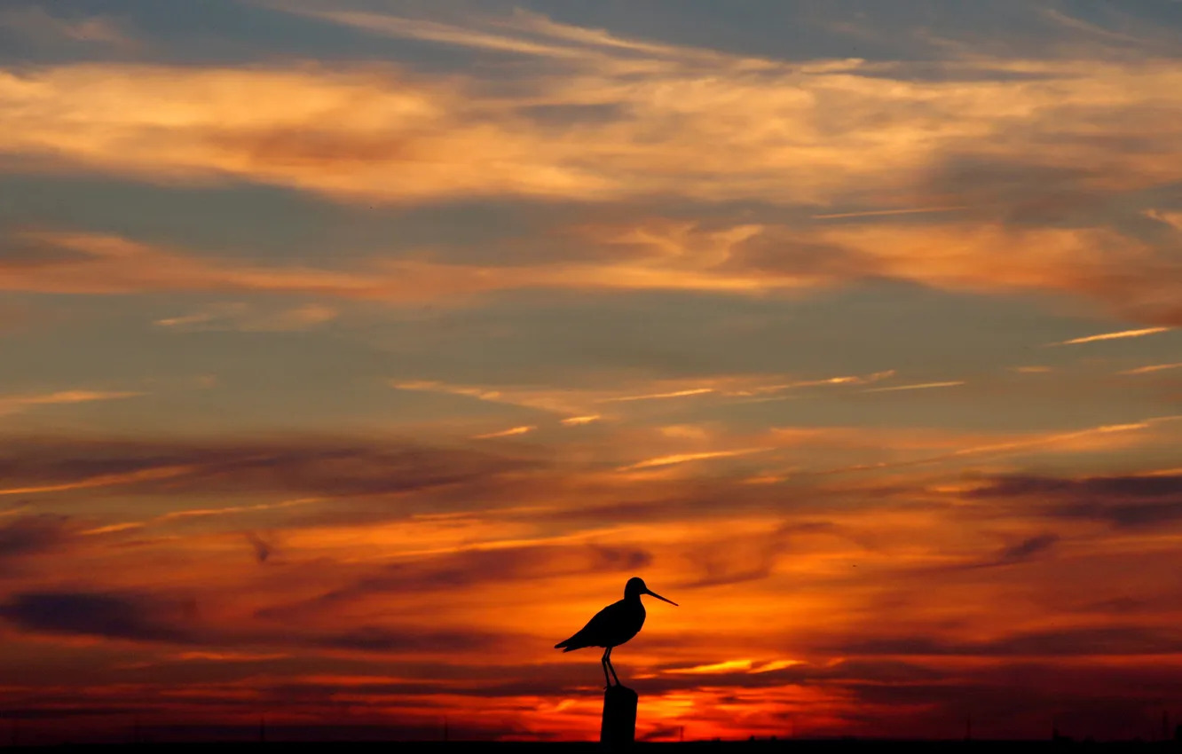 Photo wallpaper the sky, clouds, sunset, bird, silhouette