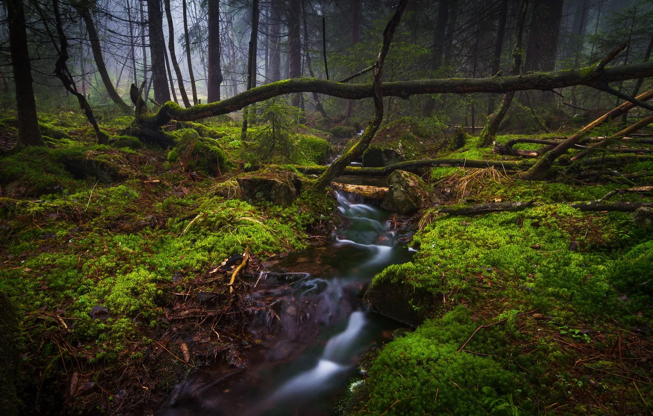 Photo wallpaper forest, fog, plants, stream, moss